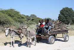 Collecting firewood - as featured on one of our chance cards. Rakops, Botswana, 2012